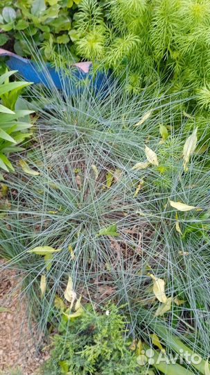 Многолетние цветы