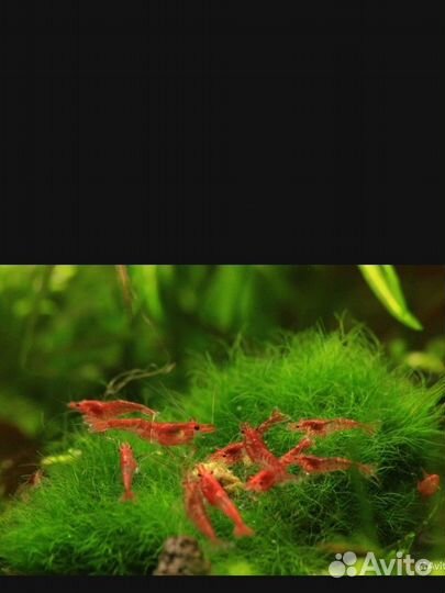 Аквариумные креветки вишня