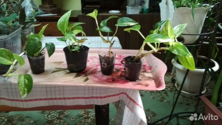 Комнатные цветы сциндапсус золотистый и эпипремнум