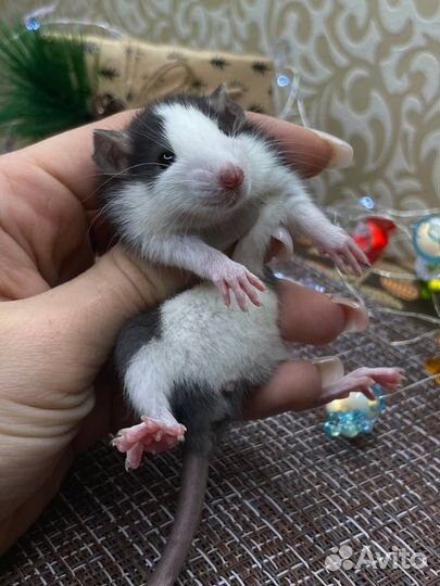 Крыса. Крысята, Дамбо крыса. Питомник