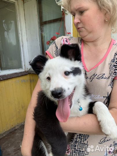 Щенки бесплатно