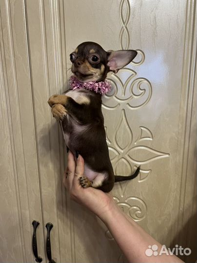 Щенки чихуахуа мини