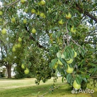 Саженцы груши