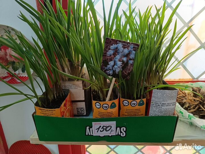 Первоцветы многолетние