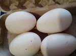 Продам инкубационное гусиное яйцо