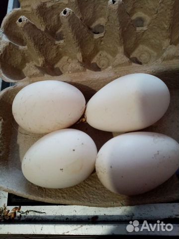 Продам инкубационное гусиное яйцо объявление продам