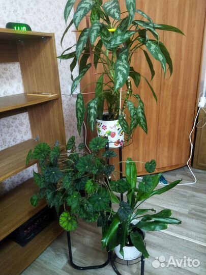 Комнатные цветы