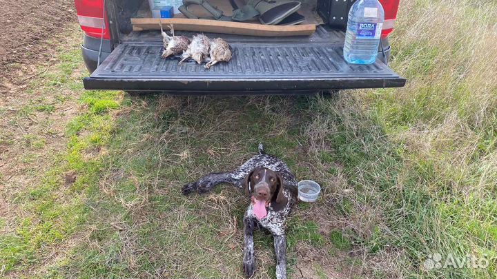 Курцхаар вязка