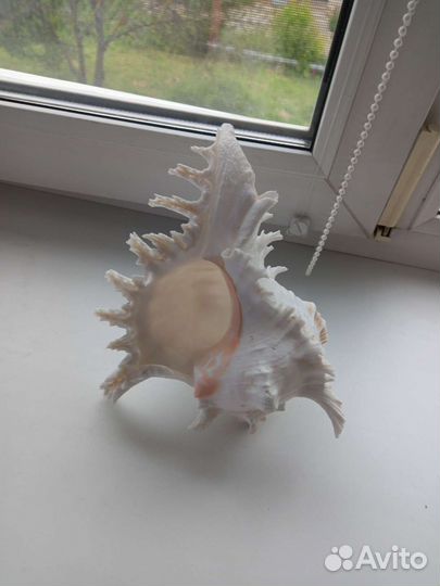 Ракушка невеста