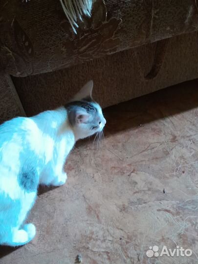 Отдаём котят