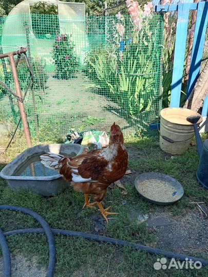 Молодые петухи