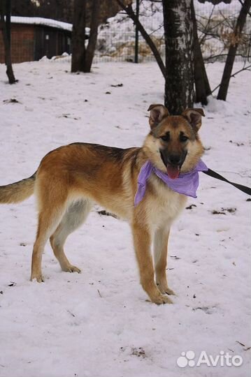Винки - Щенок-подросток из приюта ждет хозяина