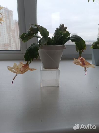 Комнатные цветы