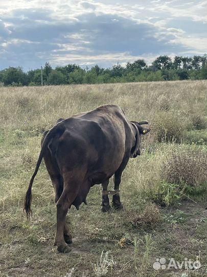 Коровы и телята