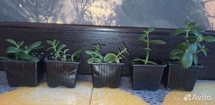 Денежные дерева (крассула, толстянка)