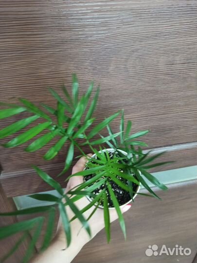 Пальма хамедорея