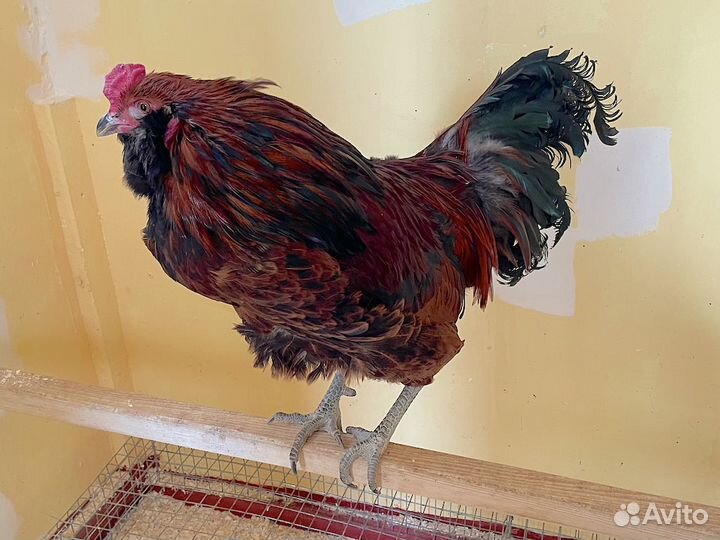 Петух Амераукана Амераукан 10 месяцев