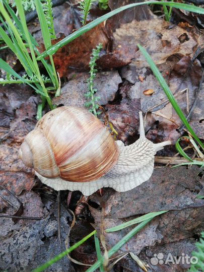 Улитка Бургундская крупная (живая, чистая)