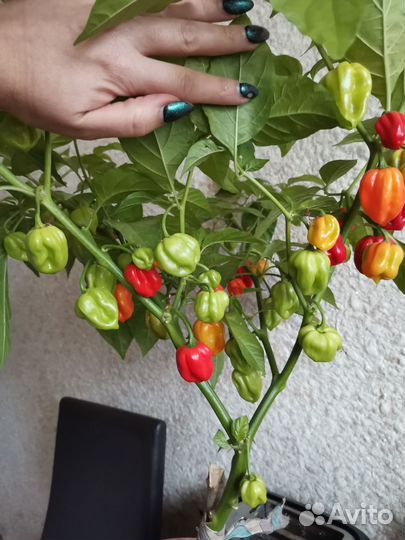 Перец хабанеро