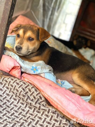 Маленькие щеночки в дар