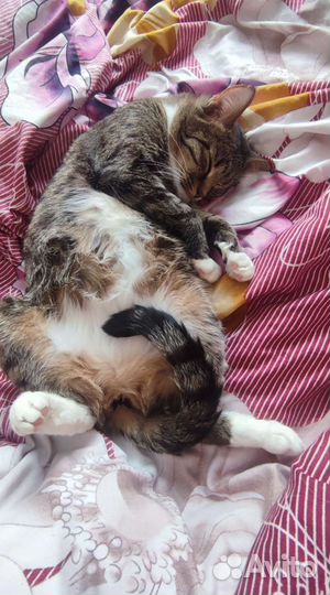 Кошка в дар