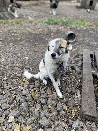 Маленький пес в добрые руки