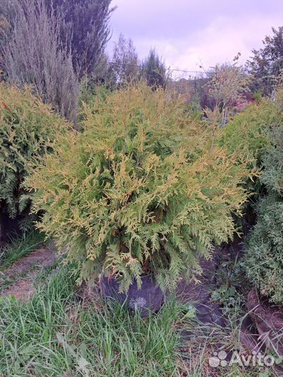 Туя Смарагд, Колумна, Брабант для изгороди