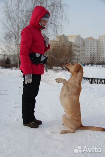 Кинолог зоопсихолог