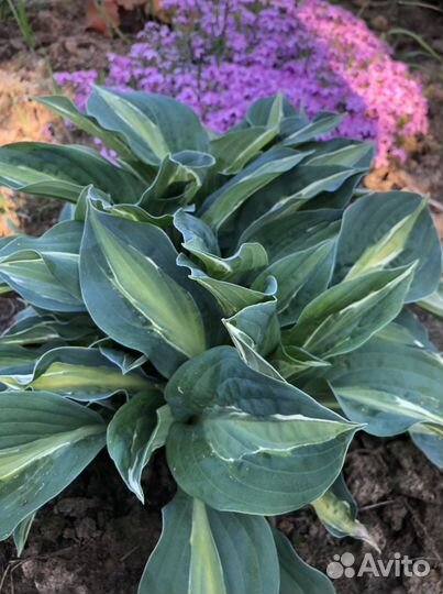 Многолетние садовые цветы