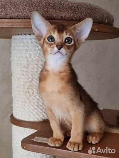 Абиссинский котик