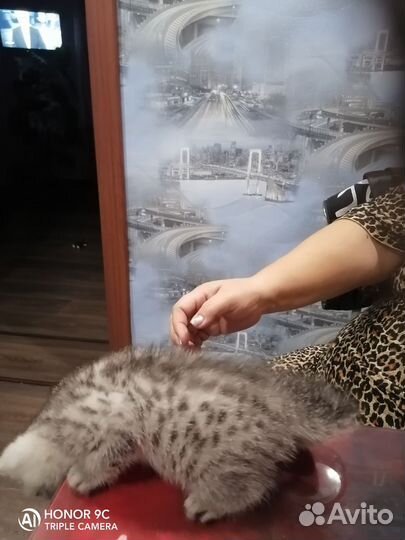 Кот курильский бобтейл