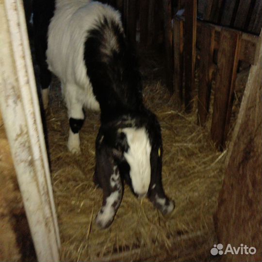 Козлик и козлушка камори