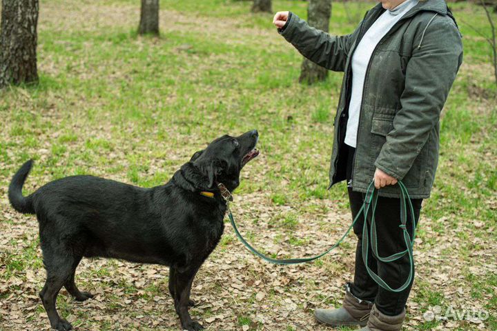 Собака из приюта ищет свой дом
