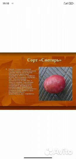 Семена картофеля