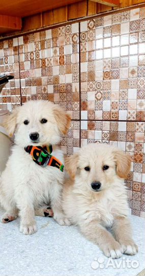 Щенок метис бордер колли