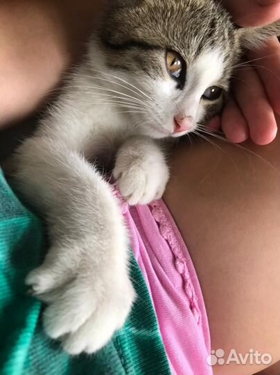 Котëнок девочка