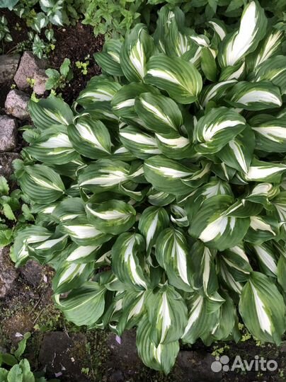 Хоста (4 разных вида)