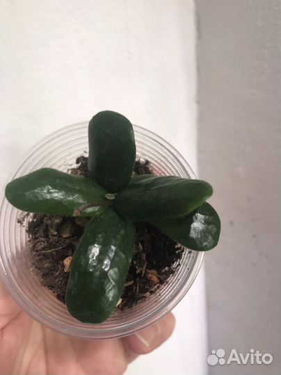 Хойи сортовые