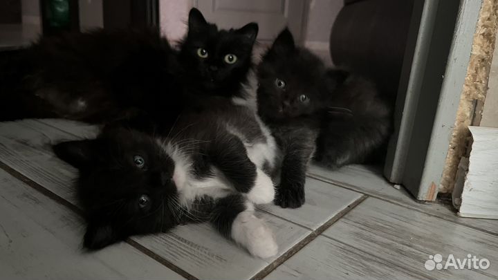 Котята в добрые руки