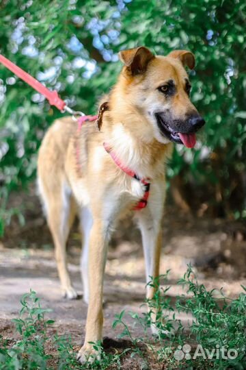 Красивая молодая собака в добрые руки