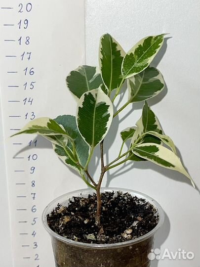 Фикусы сортовые