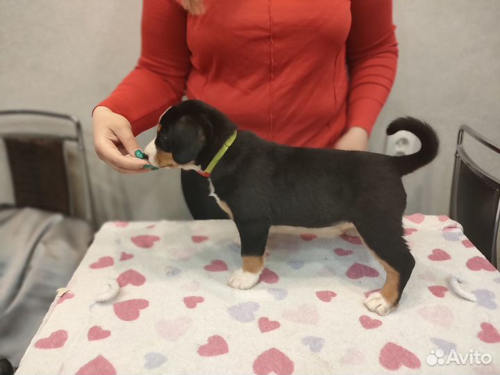 Щенки энтлебухера зенненхунда