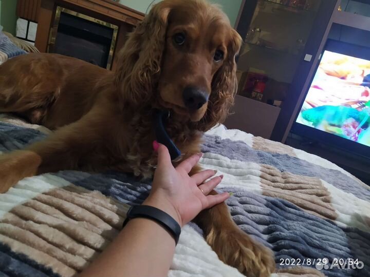 Кокер спаниель