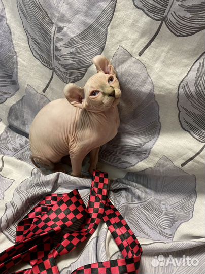 Сфинкс - Эльф