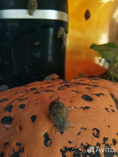 Улитка физа