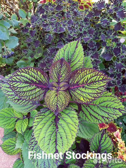 Колеус срезом