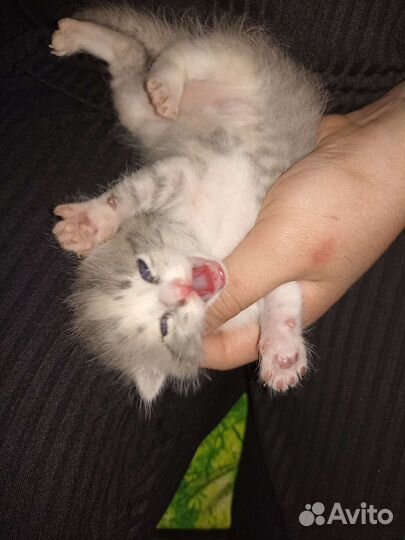 Вислоухие котята