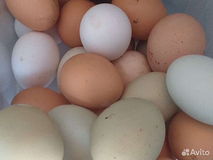 Домашние куриные яйца