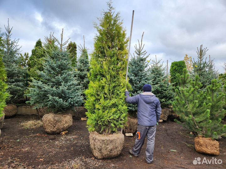 Туя брабант стриженная 3 m-3,3 m