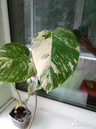 Монстера вариегатная Альба
